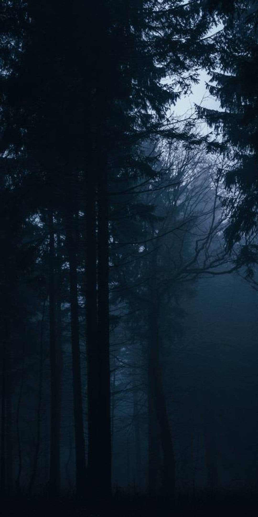 Narrow dirt path winds between towering pine trees obscured by thick blue fog in a moody woodland landscape.