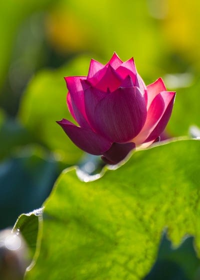 Pink lotus flower with soft petals rests atop glossy green lily pads in a pond under bright natural sunlight.