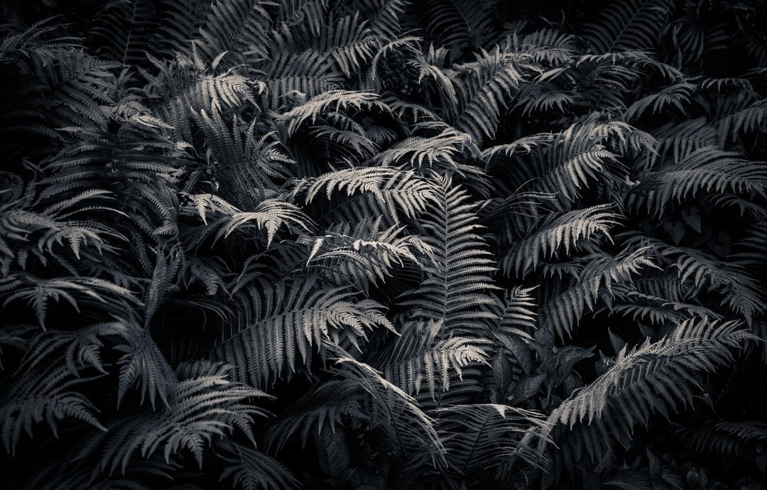 Fern fronds with detailed textures and sharp contrast between light and shadow on a dark woodland floor.