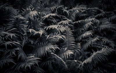 ferns,wallpaper 4k,beautiful wallpaper,fronds,leaves,4k wallpaper,windows wallpaper,foliage,laptop wallpaper,green,greenery,hd wallpaper,free background,lush,vegetation,plants,wild plants,wallpaper hd,green plants,free wallpaper