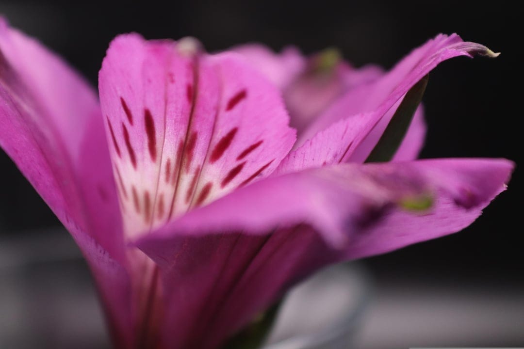 Pink Alstroemeria flower with red speckles and curved petals against a soft-focus blurred green background.