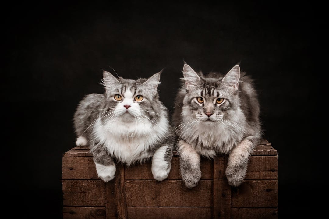 Maine Coon cats with amber eyes lounge on a rustic wooden crate against a dark, minimalist studio background.