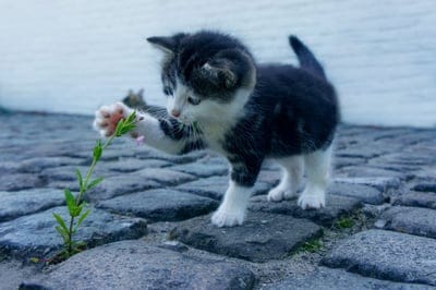 cute kitten,cat,kitten wallpaper for desktop,pet,animal