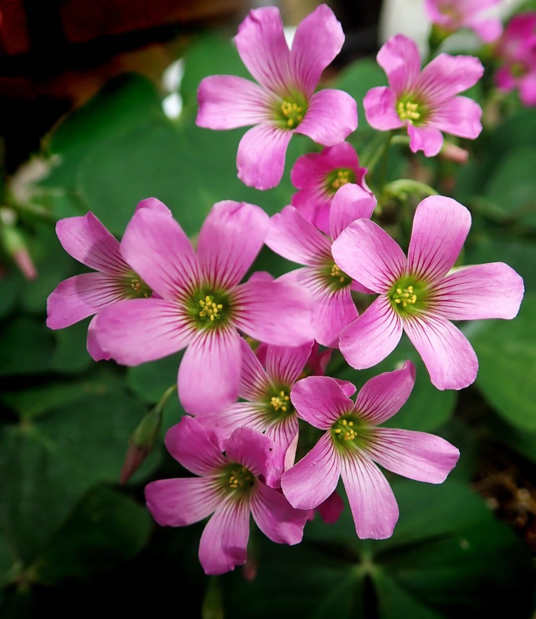 Pink oxalis flowers with heart-shaped petals and yellow centers bloom amidst deep green clover-like foliage.