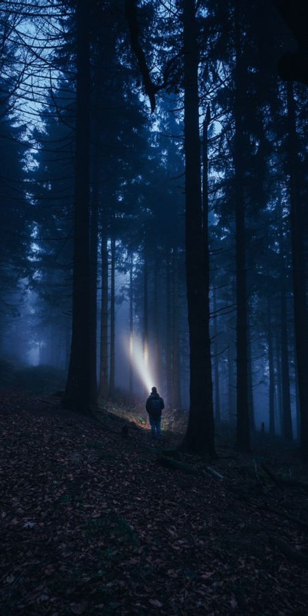 Person from behind holding a bright flashlight while walking through a dense, misty forest during a blue night.
