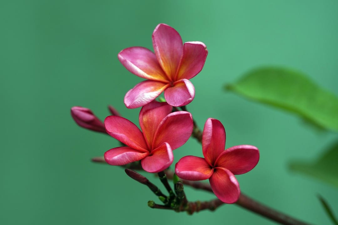 Pink plumeria flowers with orange centers bloom near green buds against a soft-focus tropical leaf background.