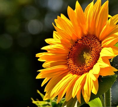Sunflower petals with golden sunlight highlights and a dark blurred background featuring soft yellow bokeh lights.
