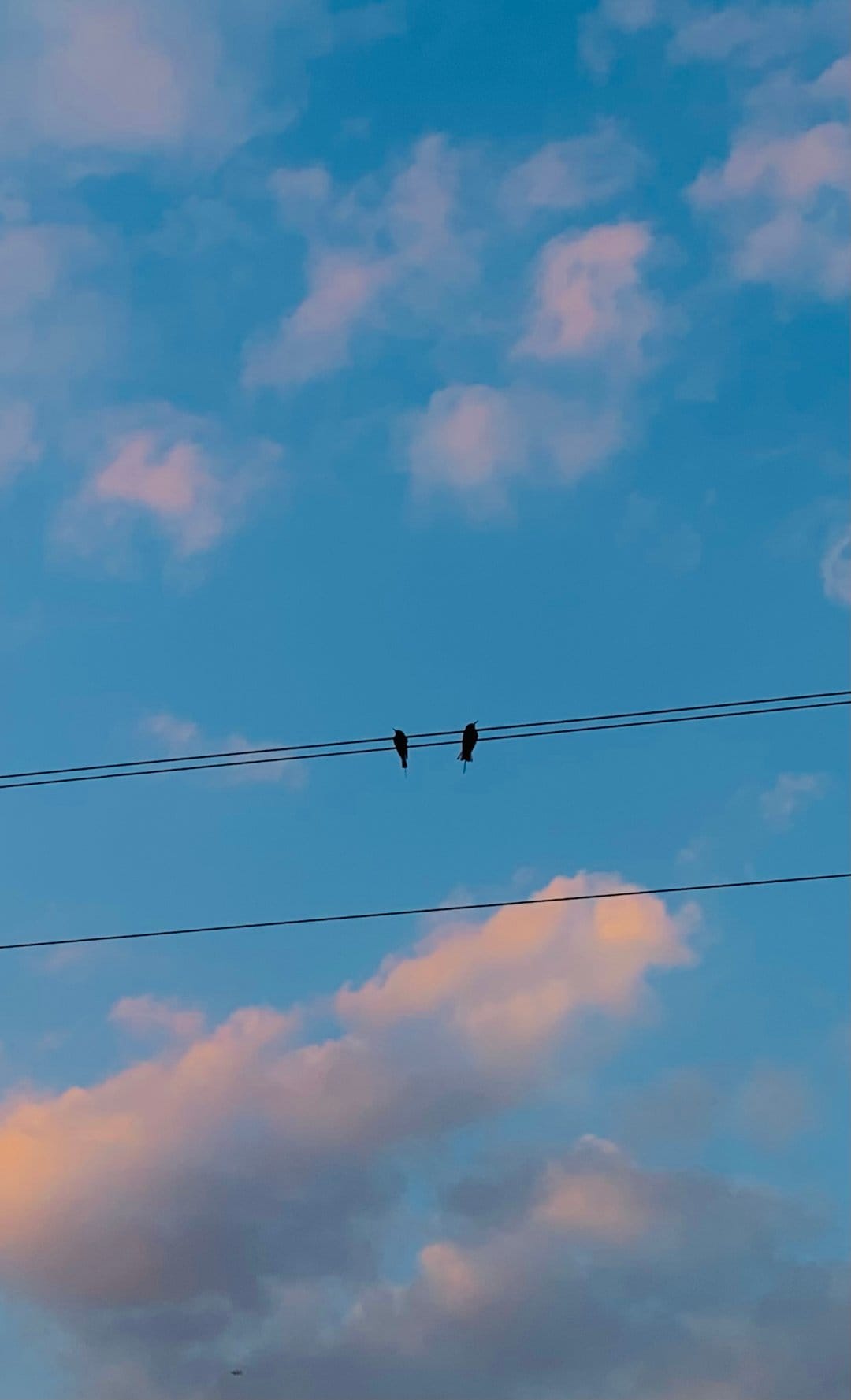 Two small birds perched on parallel wires silhouetted against a soft blue sky with pinkish cotton-like clouds.
