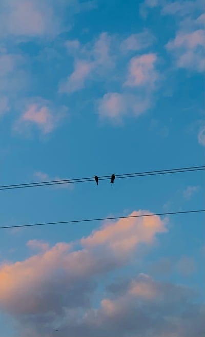 birds,sky,clouds,nature,night,evening