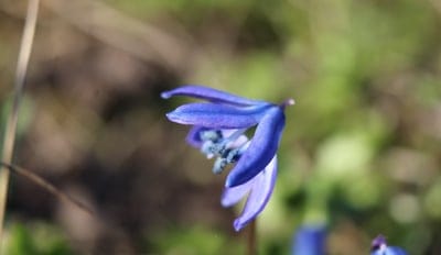 Scilla flower, blue flower, spring bloom, macro photography, nature, wildflower, botanical, floral, delicate, vibrant color, soft focus, bokeh, close-up, garden, outdoor, petals, stamens, early spring, season, plant, detail, beauty