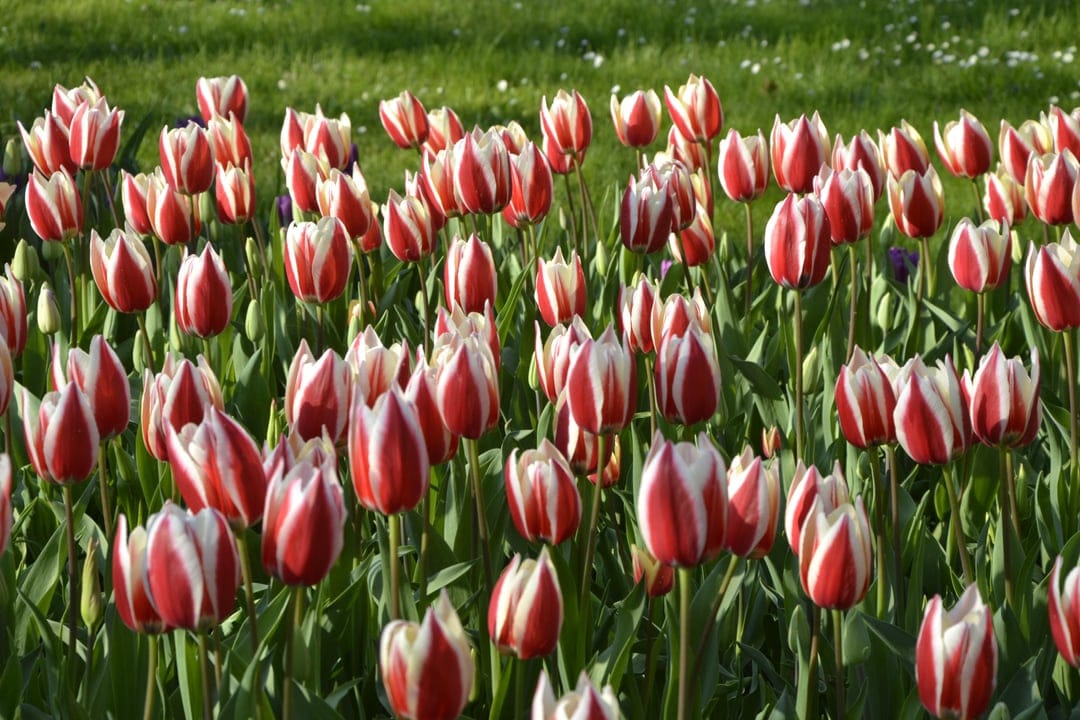 Red and white striped tulips cluster together in a green field under bright sunlight with a blurred background.