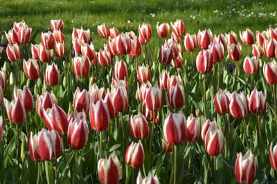 tulips, flowers, spring, red and white tulips, flower field, gardening, botany, nature, floral, blooming, petal, garden, seasonal, outdoor, photography, vibrant, colorful, striped, plant, horticulture, meadow