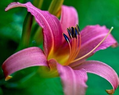 pink daylily, macro photography, flower close-up, floral beauty, nature photography, botany, garden flower, blooming, petals, stamen, pollen, yellow center, delicate, vibrant, detailed, outdoor, spring bloom, summer flower, horticulture, plant, wildflower, flora