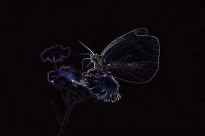 Butterfly with electric neon outlines perches on dark flowers against a deep black backdrop in a close-up.