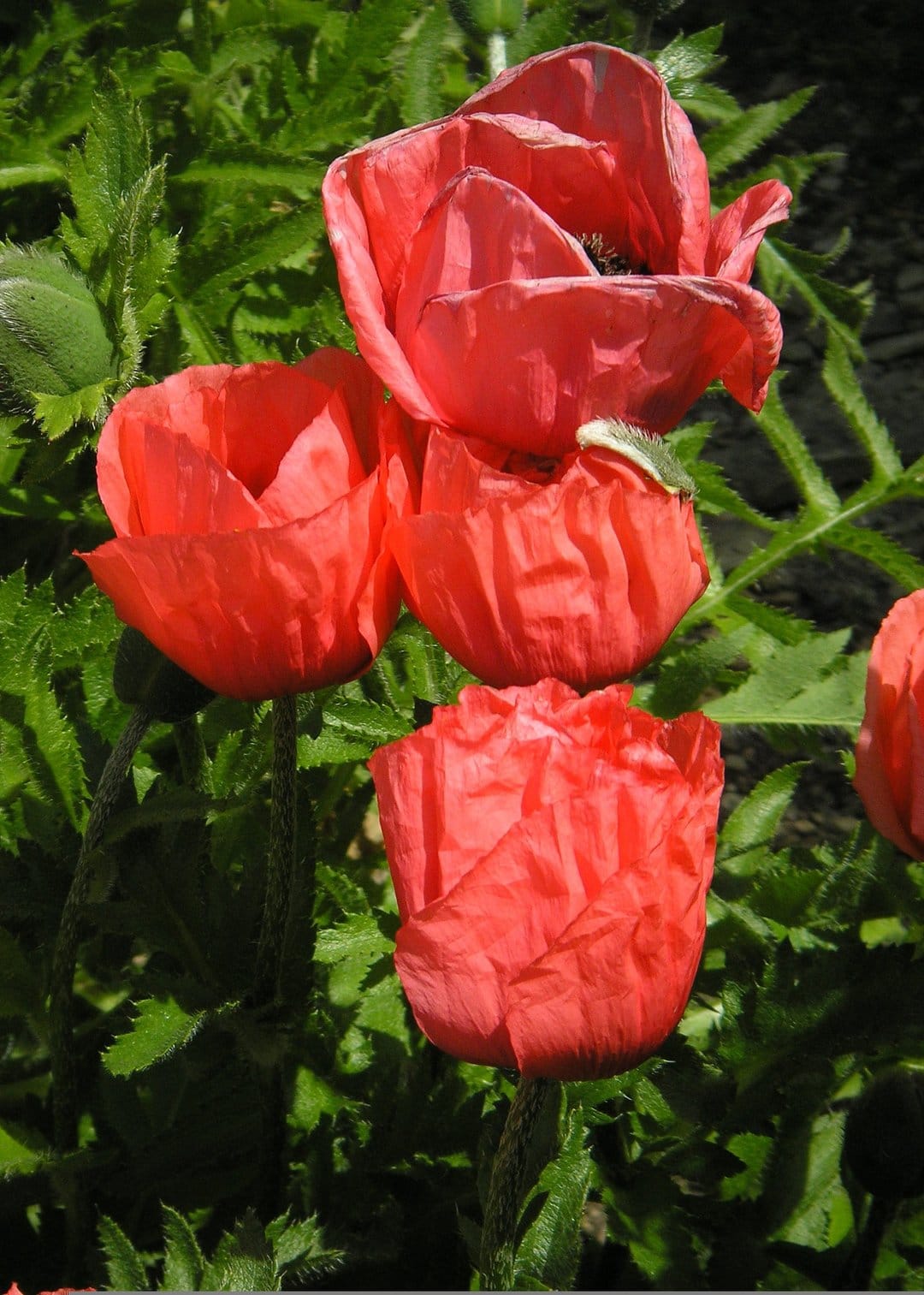 Red poppies with thin petals bloom in a lush green garden next to a closed flower bud under bright sunlight.
