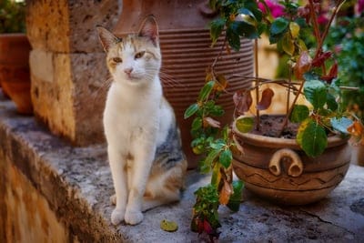 Calico cat with amber eyes sits on a stone ledge next to terracotta pots and green foliage in soft light.