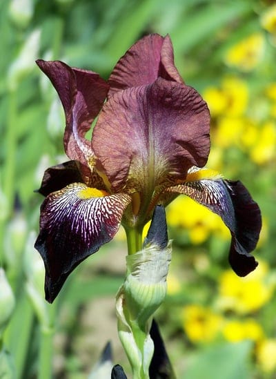 iris,burgundy purple,dark,flower,beautiful flowers,nature,spring,garden,pretty,flower background,flower wallpaper,sunlight