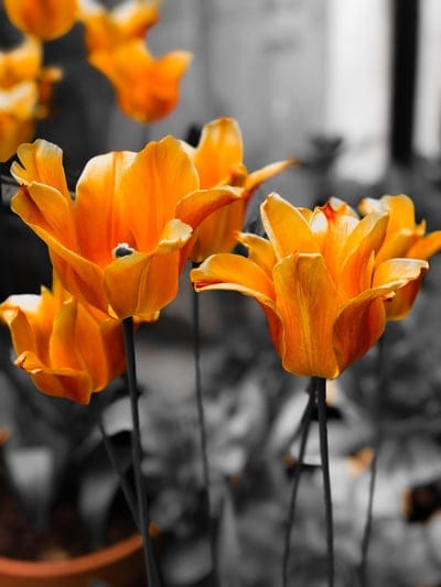 Bright orange tulip flowers with detailed petals bloom against a blurred black and white garden background.