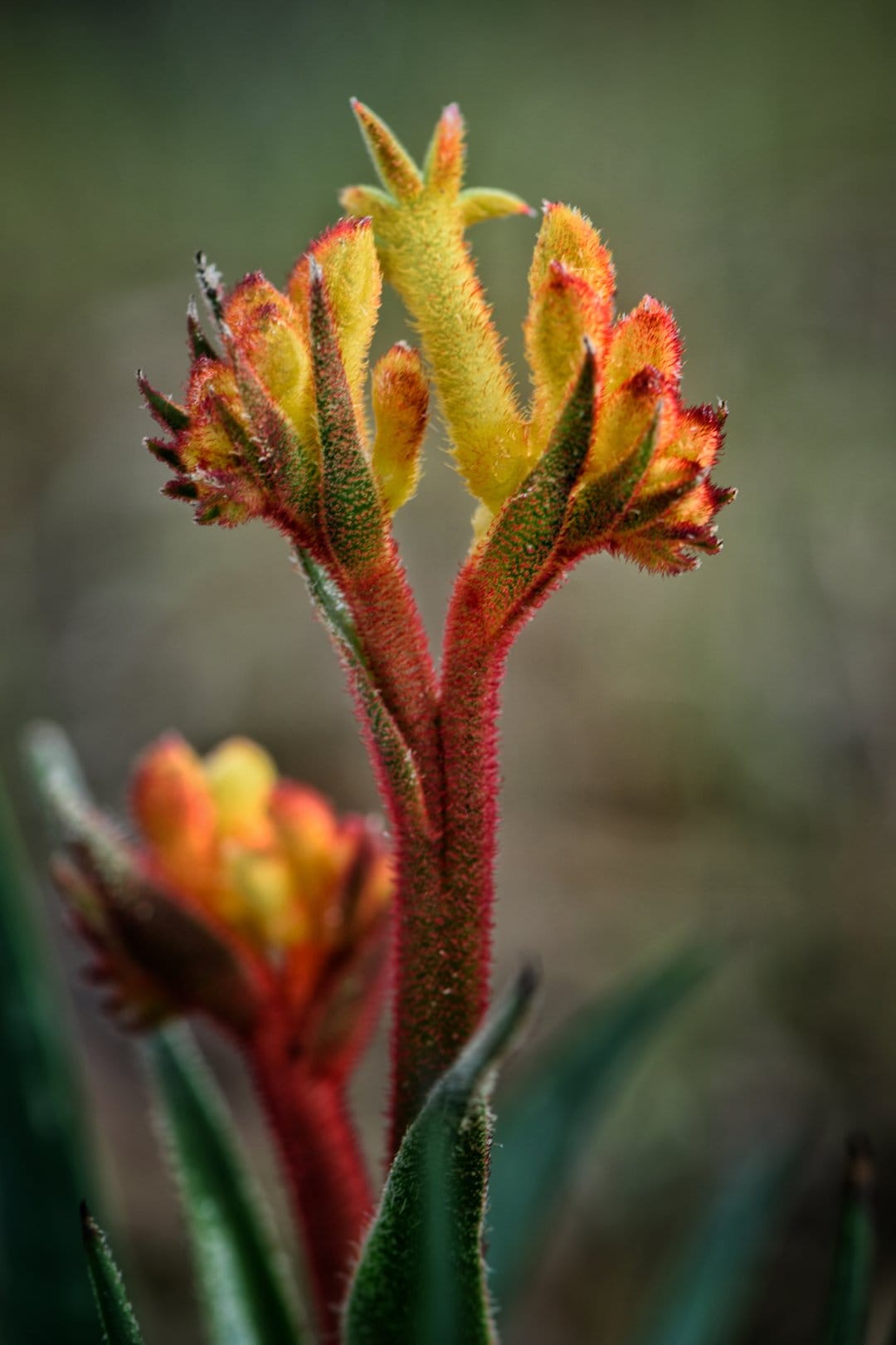 Kangaroo Paw flower with fuzzy red stems and yellow tips stands against a blurred green and brown background.
