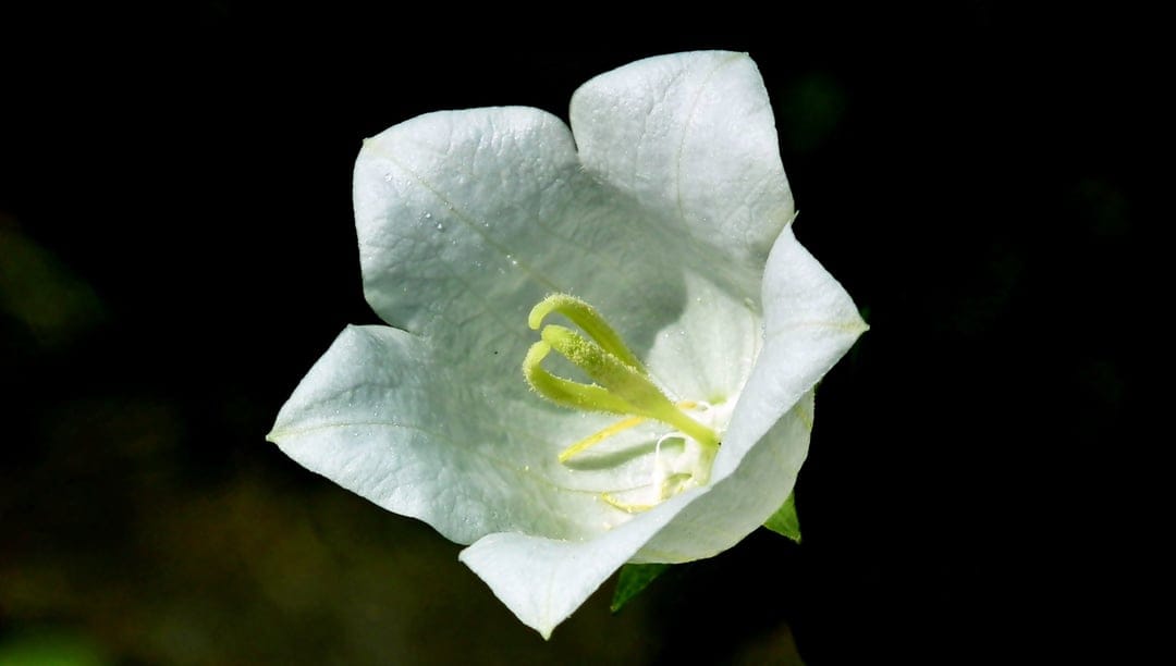 White bellflower petals surround a yellow stamen against a dark background in a sharp macro photography view.