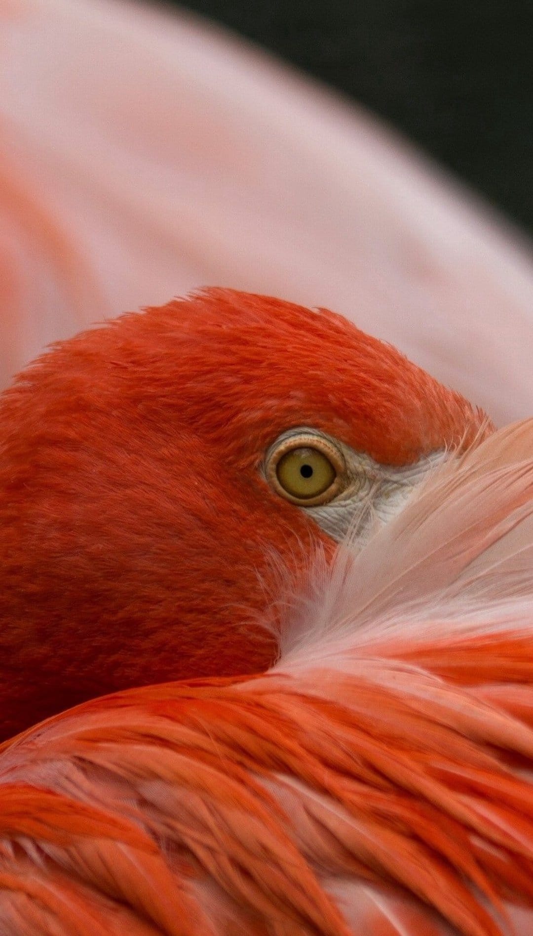 Flamingo eye with a yellow iris and black pupil is surrounded by dense, vibrant orange and pink feathers.