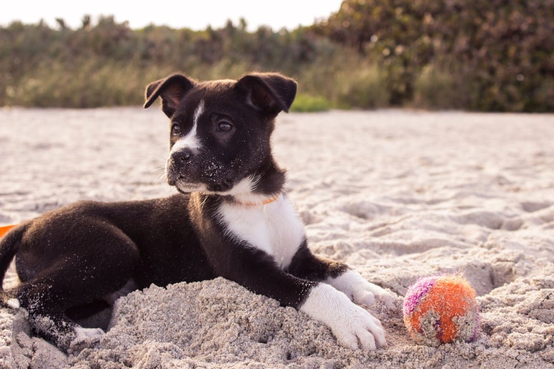 Black and white puppy with sandy fur rests on a beach next to a pink and orange ball under a bright sky.