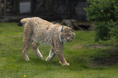 Lynx with spotted fur and tufted ears walks through green grass beside a leafy bush under soft natural light.