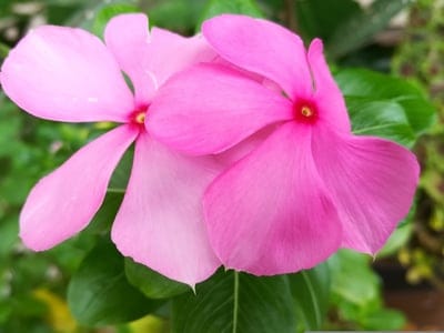 Two pink Vinca blossoms with yellow centers rest against green leaves in a macro portrait wallpaper.