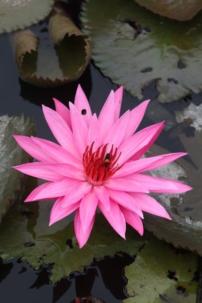 Pink water lily with a striped honey bee on its red center, surrounded by floating green lily pads in a dark pond.