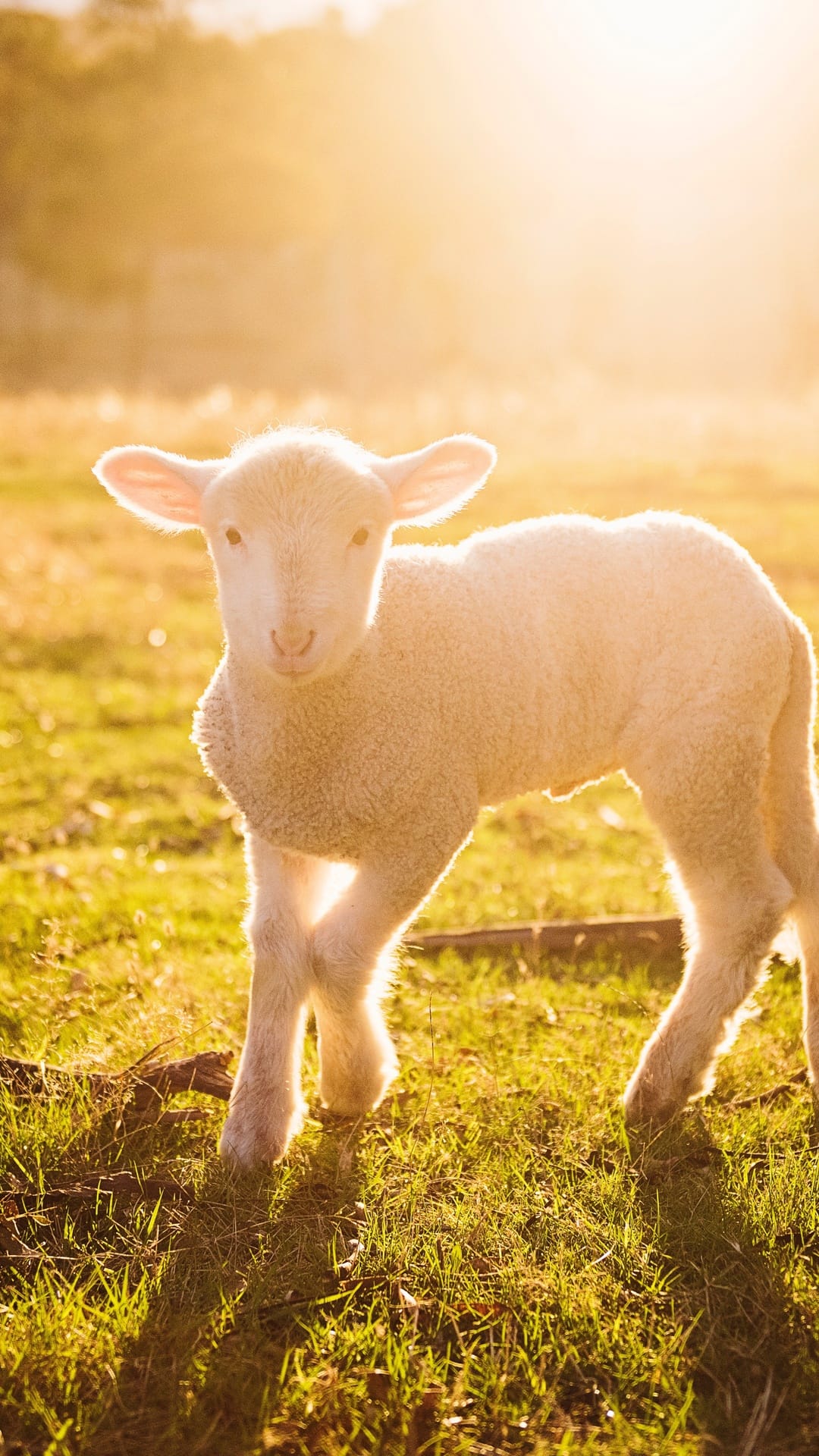 White baby lamb with glowing fleece stands in a sunlit field during golden hour with a soft bokeh background.