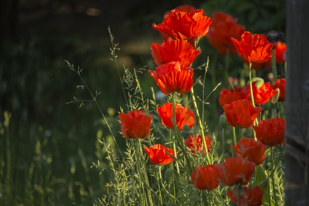 Red poppy flowers with translucent petals glow in warm sunlight against a dark, blurred meadow background.
