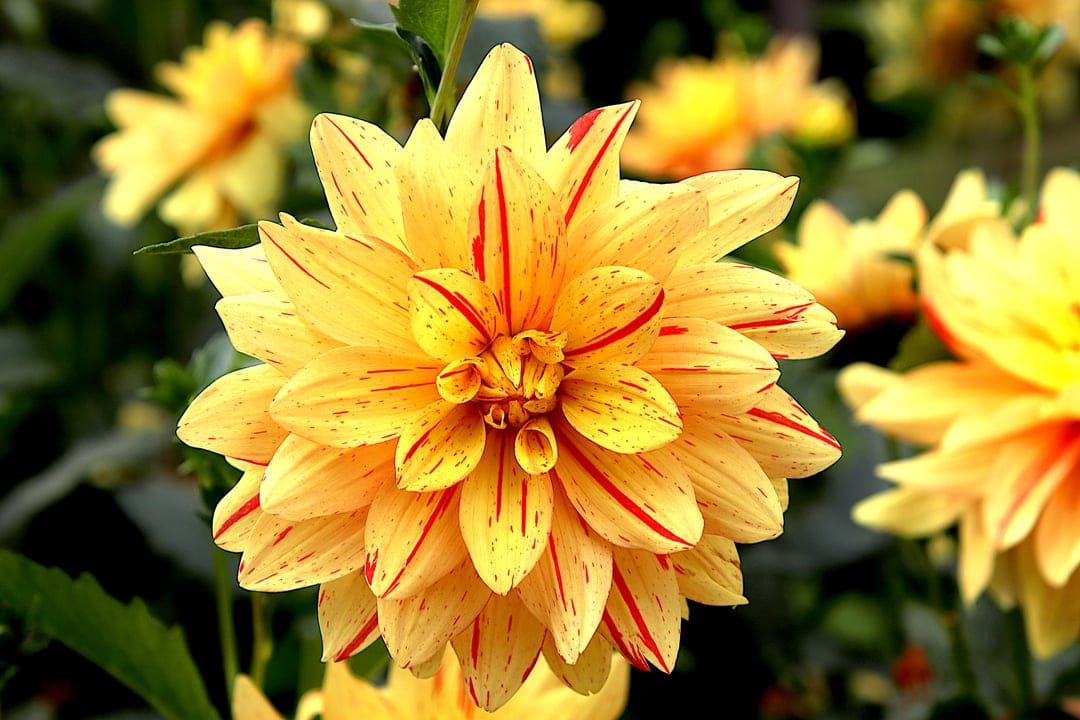 Yellow dahlia with red-striped petals in a macro close-up, showing detailed textures and a soft green background.