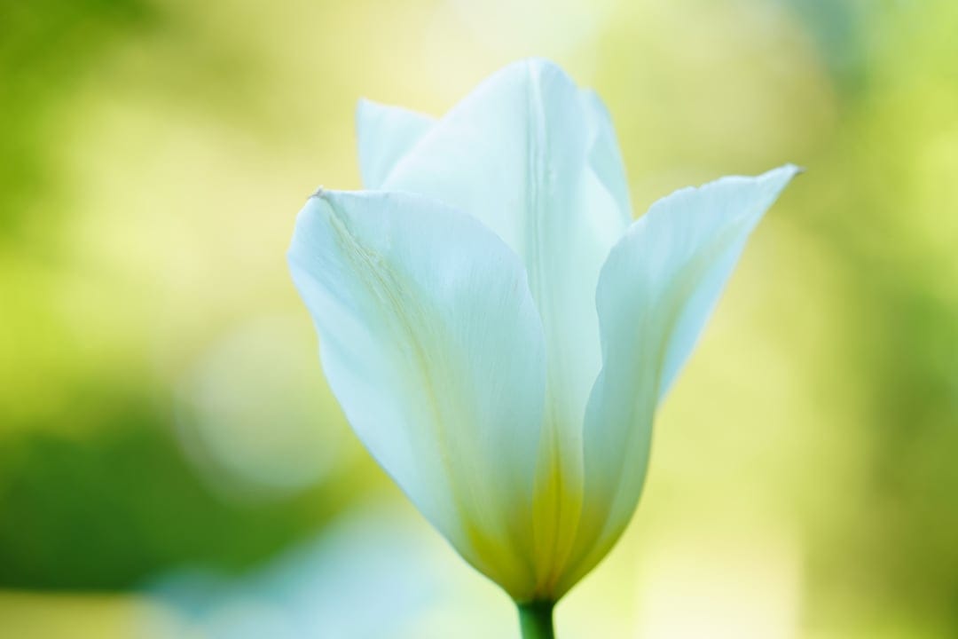White tulip blossom with cream petals in soft focus against a blurred green and yellow garden background.