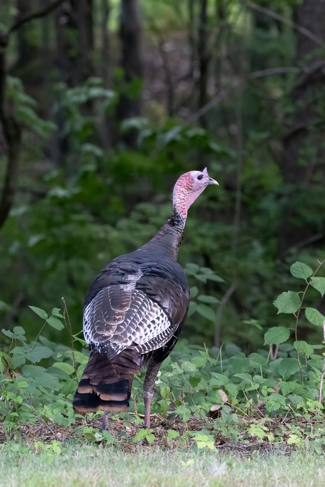 Wild turkey with dark feathers and a pink head standing on a grassy forest floor surrounded by green foliage.