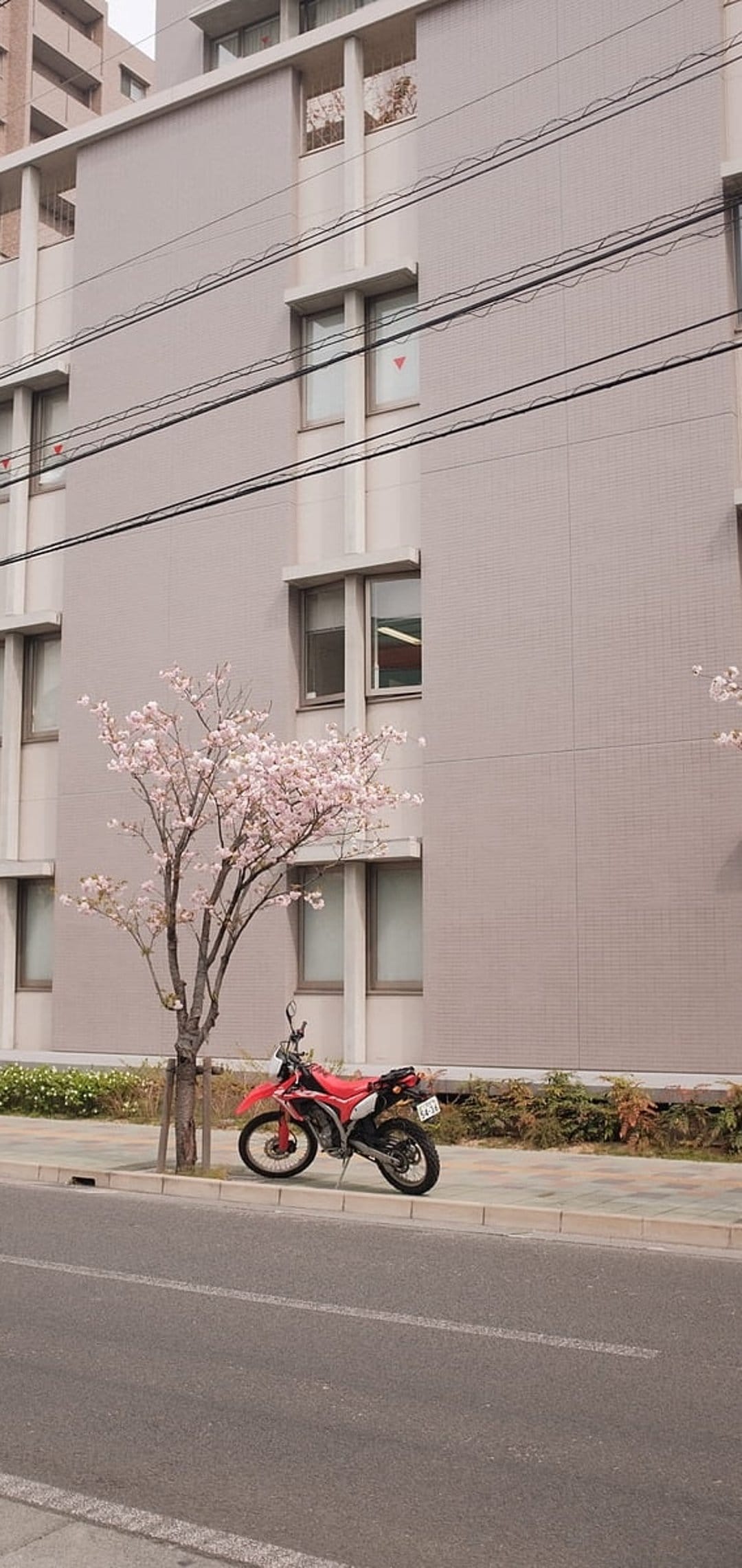 Red motorcycle parked on a city sidewalk beneath pink cherry blossoms next to a modern multi-story building.