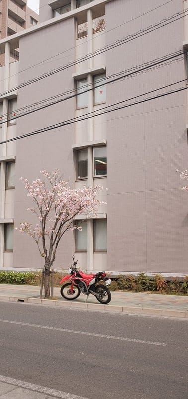 motorcycle, bike, red, street, mobile wallpaper, android wallpaper, iPhone wallpaper, phone wallpaper