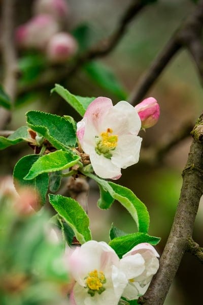 Apple blossoms with pink-tipped white petals and yellow centers focus sharply against a blurred green background.