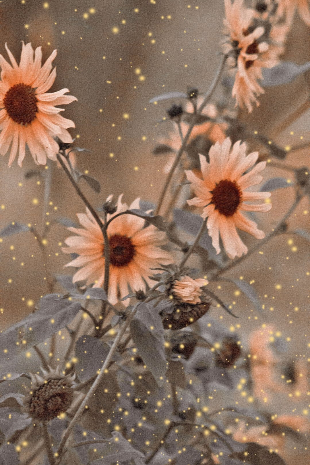 Peach sunflowers covered in shimmering golden glitter and light particles against a soft bokeh background.