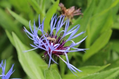 Honeybee dusted in yellow pollen rests on a purple cornflower with soft green foliage in the background.
