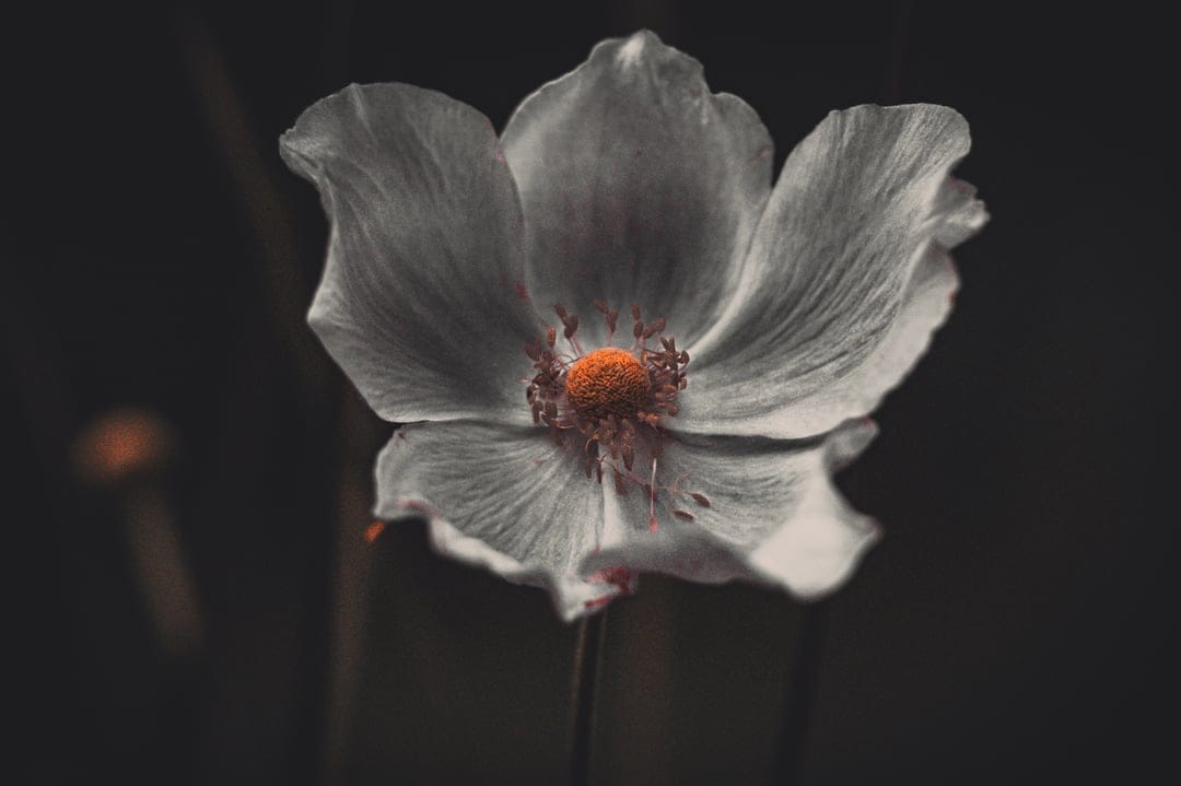 White flower with gray petals and a bright orange stamen centered against a dark, blurred and moody background.