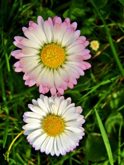 White and pink-tipped daisies grow among vibrant green grass blades in a soft-focus macro botanical photograph.