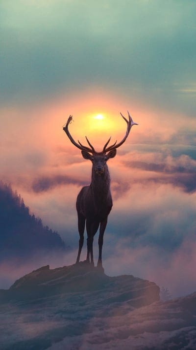 swap-deer,mountains