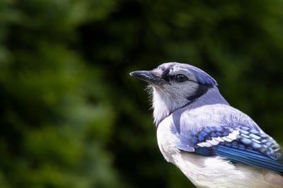 bird,cool backgrounds,desktop backgrounds,4k wallpaper,nature background,beautiful wallpaper,wildlife,free background,nature wallpaper,mac wallpaper,wallpaper 4k,hd wallpaper,blue jay,animal,wallpaper hd,windows wallpaper,beautiful nature,4k wallpaper,ful