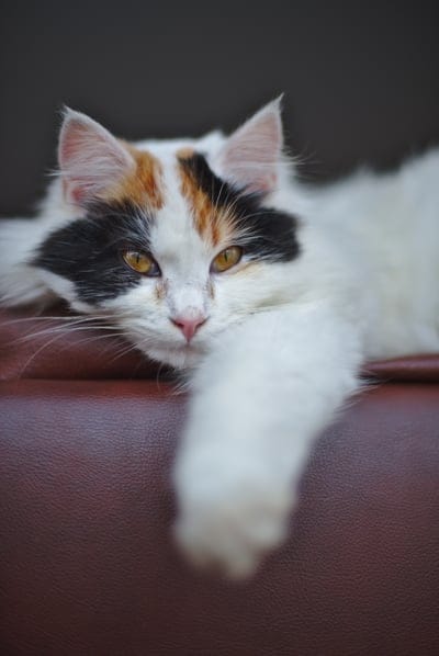 Calico cat with amber eyes and a white paw rests on a brown textured background in a soft-focus close-up shot.