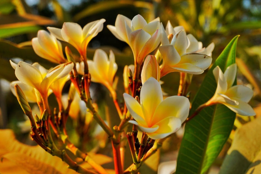 White and yellow plumeria flowers bloom in soft sunlight against a blurred green and brown natural background.