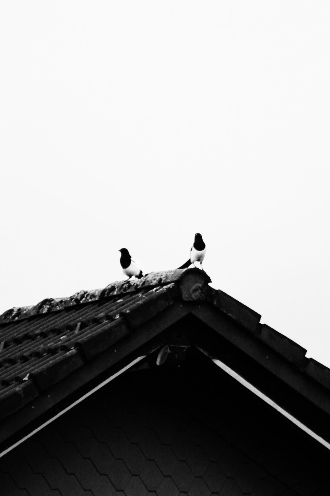 Two magpies perch on dark, weathered clay tiles against a bright overcast sky in a high-contrast photograph.