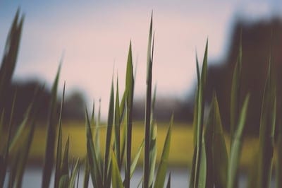 Grass wallpaper,Grass,Grass background,natural