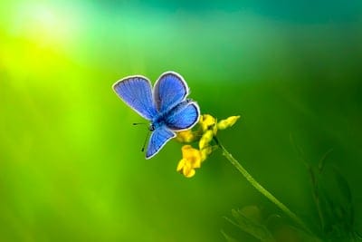 Blue butterfly with patterned wings rests on a yellow flower cluster under soft, ethereal sunlight and green bokeh.