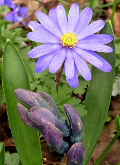 Purple anemone flower with a yellow center and green buds in a blurred woodland setting during spring.