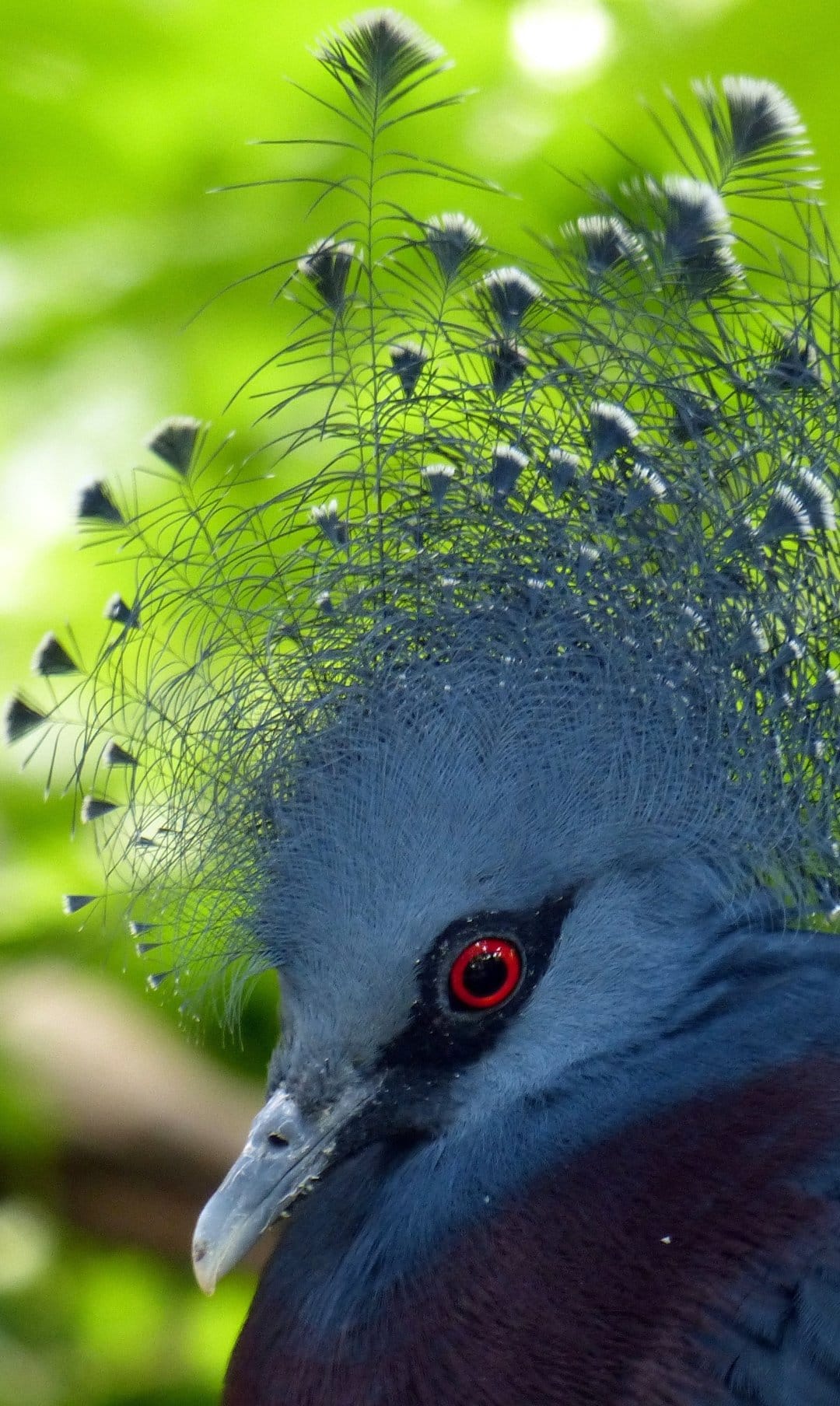 Victoria Crowned Pigeon with a fan-like blue crest, bright red eye, and teal feathers against green leaves.
